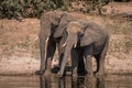 Two African elephants stand drinking on riverbank Royalty Free Stock Photo