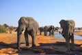 Two African Elephants stand with a natural clear blue sky and a small herd in the background in Nehimba