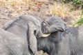 Two african elephants testing their strength in a tussle