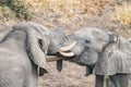 Two african elephants testing their strength in a tussle