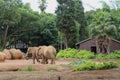 African elephants at zoological garden Pretoria, South Africa