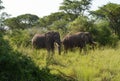 Two African Elephants with Tusks
