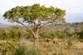 Two african elephants under a big baobab tree Royalty Free Stock Photo