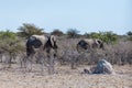 Two African Elephants walking through the Bushes Royalty Free Stock Photo