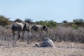 Two African Elephants walking through the Bushes Royalty Free Stock Photo