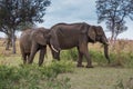 Two African Elephants walking in Grassland, Kruger Park, South Africa Royalty Free Stock Photo