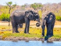 Two african elephants at the water. Chobe Riverfront National Park, Botswana, Africa Royalty Free Stock Photo