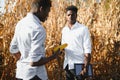 Two African farmers check the harvest in a corn field Royalty Free Stock Photo