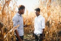 Two African farmers check the harvest in a corn field Royalty Free Stock Photo