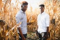 Two African farmers check the harvest in a corn field Royalty Free Stock Photo