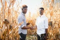 Two African farmers check the harvest in a corn field Royalty Free Stock Photo