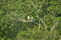 Two African Fish Eagle, like our American Bald Eagle, sittng on tree branch Greater St. Lucia Wetland Park World Heritage Site, St Royalty Free Stock Photo