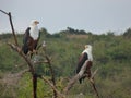African fish eagle perched on the branches of a tree in a scenic forest landscape Royalty Free Stock Photo