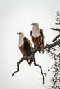 Two African fish eagles on dead branch Royalty Free Stock Photo
