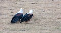 Two African fish eagles Haliaeetus vocifer standing side by side Royalty Free Stock Photo