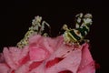 Two African flower mantises are on the prowl of the roses.