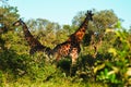 Two African Giraffe standing back agans in the middle of the bush in swaziland park Royalty Free Stock Photo