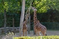 Two giraffes are fed twigs in a zoo enclosure near a fence Royalty Free Stock Photo
