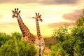 Two african giraffes in savana at sunset