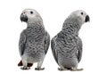 Two African Grey Parrot (3 months old) Royalty Free Stock Photo