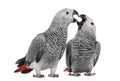 Two African Grey Parrot (3 months old) pecking Royalty Free Stock Photo