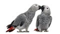 Two African Grey Parrot (3 months old) pecking Royalty Free Stock Photo