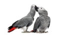 Two African Grey Parrots (3 months old) pecking Royalty Free Stock Photo