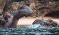 Two African hippos playing in a river partly submerged Royalty Free Stock Photo