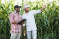 Two African and Indian farmers check the harvest in a corn field. Royalty Free Stock Photo