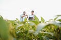 Two African and Indian farmers check the harvest in a corn field. Royalty Free Stock Photo
