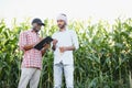 Two African and Indian farmers check the harvest in a corn field. Royalty Free Stock Photo