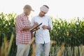 Two African and Indian farmers check the harvest in a corn field. Royalty Free Stock Photo