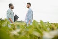 Two African and Indian farmers check the harvest in a corn field. Royalty Free Stock Photo