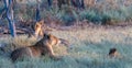 Two lionesses and one cub isolated Royalty Free Stock Photo