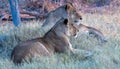 Lions rest in the grass after a night of hunting Royalty Free Stock Photo