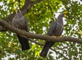 Two African Olive-pigeons Isolated On A Branch