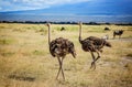Two African Ostrich birds in Kenya Royalty Free Stock Photo