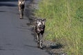 Two African Painted Wild Dogs Hluhluwe-Imfolozi Wildlife Park Royalty Free Stock Photo