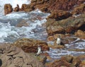 Two African penguin Spheniscus demersus on Boulders Beach near Cape Town South Africa enjoying the sunshine day after Royalty Free Stock Photo