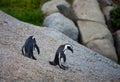 Two African penguin Spheniscus demersus on Boulders Beach near Cape Town South Africa Royalty Free Stock Photo