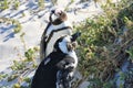 Two african penguins are enjoying the sun. Royalty Free Stock Photo