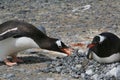 African Penguins resting on a beach comprised of large smooth rocks, side by side Royalty Free Stock Photo