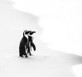 Two African penguins on a sandy beach. Simon`s Town. Boulders Beach. South Africa. Royalty Free Stock Photo