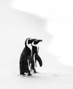 Two African penguins on a sandy beach. Simon`s Town. Boulders Beach. South Africa. Royalty Free Stock Photo