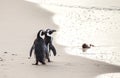 Two African penguins on a sandy beach. Simon`s Town. Boulders Beach. South Africa. Royalty Free Stock Photo