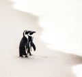 Two African penguins on a sandy beach. Simon`s Town. Boulders Beach. South Africa. Royalty Free Stock Photo
