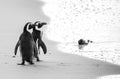 Two African penguins on a sandy beach. Simon`s Town. Boulders Beach. South Africa. Royalty Free Stock Photo