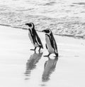 Two African penguins on a sandy beach. Simon`s Town. Boulders Beach. South Africa. Royalty Free Stock Photo