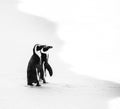 Two African penguins on a sandy beach. Simon`s Town. Boulders Beach. South Africa. Royalty Free Stock Photo