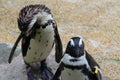 Two African Penguins standing standing side by side